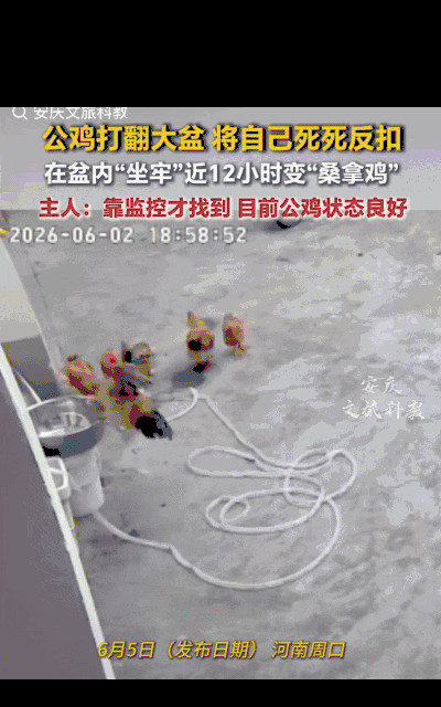 “笑不活了！”近日，河南周口，一户人家院里，主人发现自家养的几只鸡中的一只公鸡不