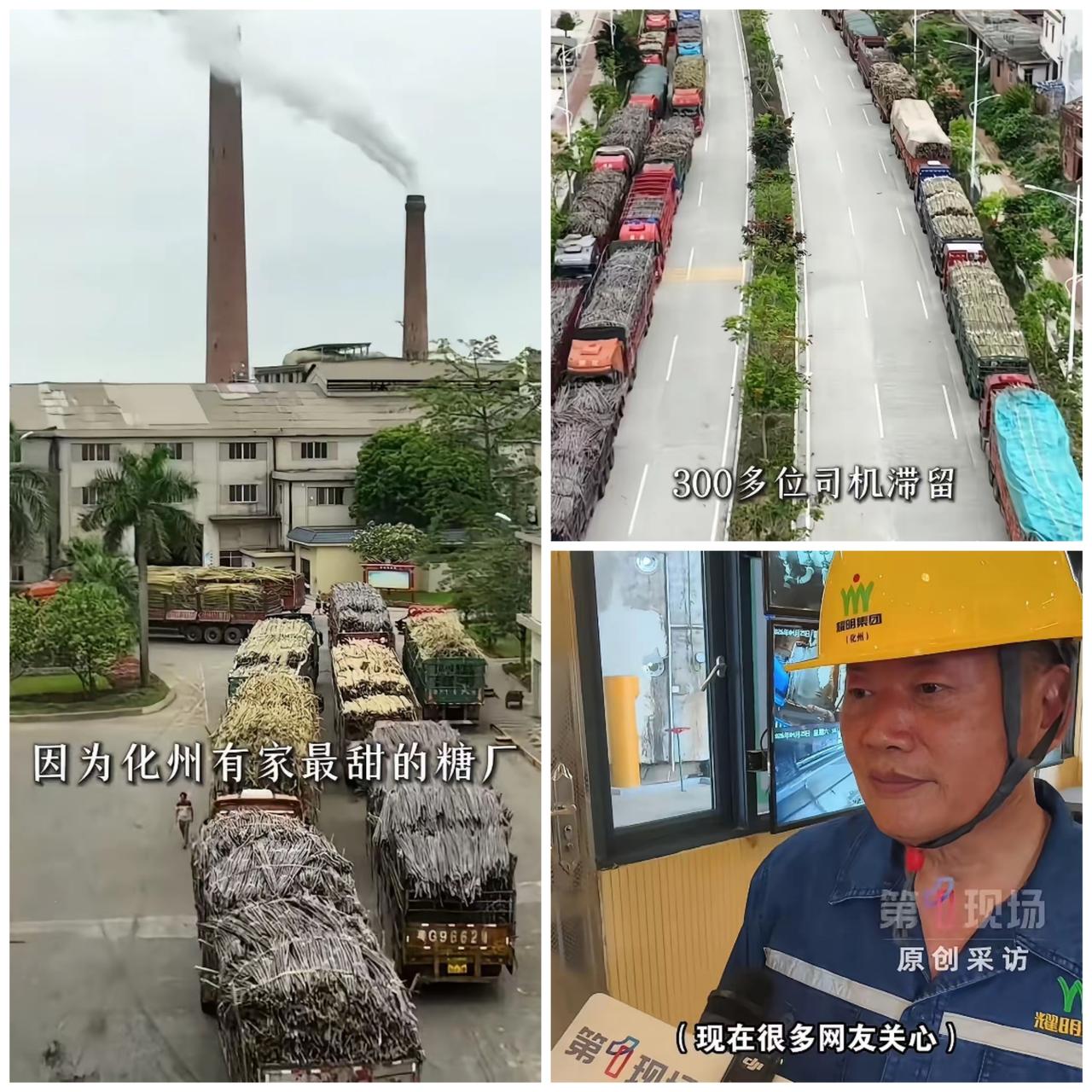 这就叫格局！广东一家糖厂，立了个新规矩，让全网轰动了！凡是拉甘蔗来厂的大货车，只