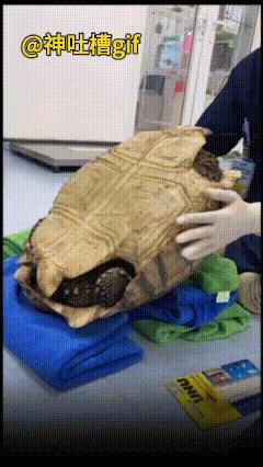 给乌龟安装轮子：主人觉得乌龟走路有点慢，于是给乌龟安装上四个轮子，这下好了，龟兔