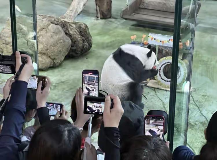 赖清德当局丧心病狂，要把国宝送给日本？一旦民进党走到这一步，大陆将如何对民进党和