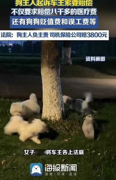 不拴绳的后果！8月25日报道，北京，一女子遛狗不拴绳，狗狗突然蹿出去，被一辆车撞