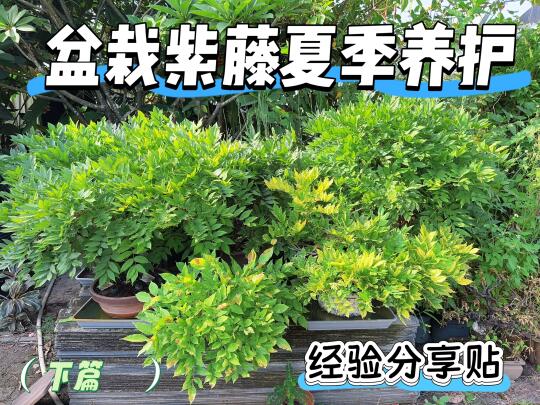 紫藤盆栽夏季养护经验分享篇（下）