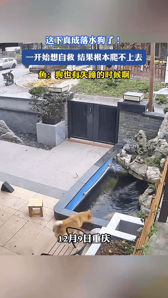 笑不活了！重庆一只狗狗在自家院子里玩耍，结果一个不小心“噗通”掉进鱼塘，当场吓出