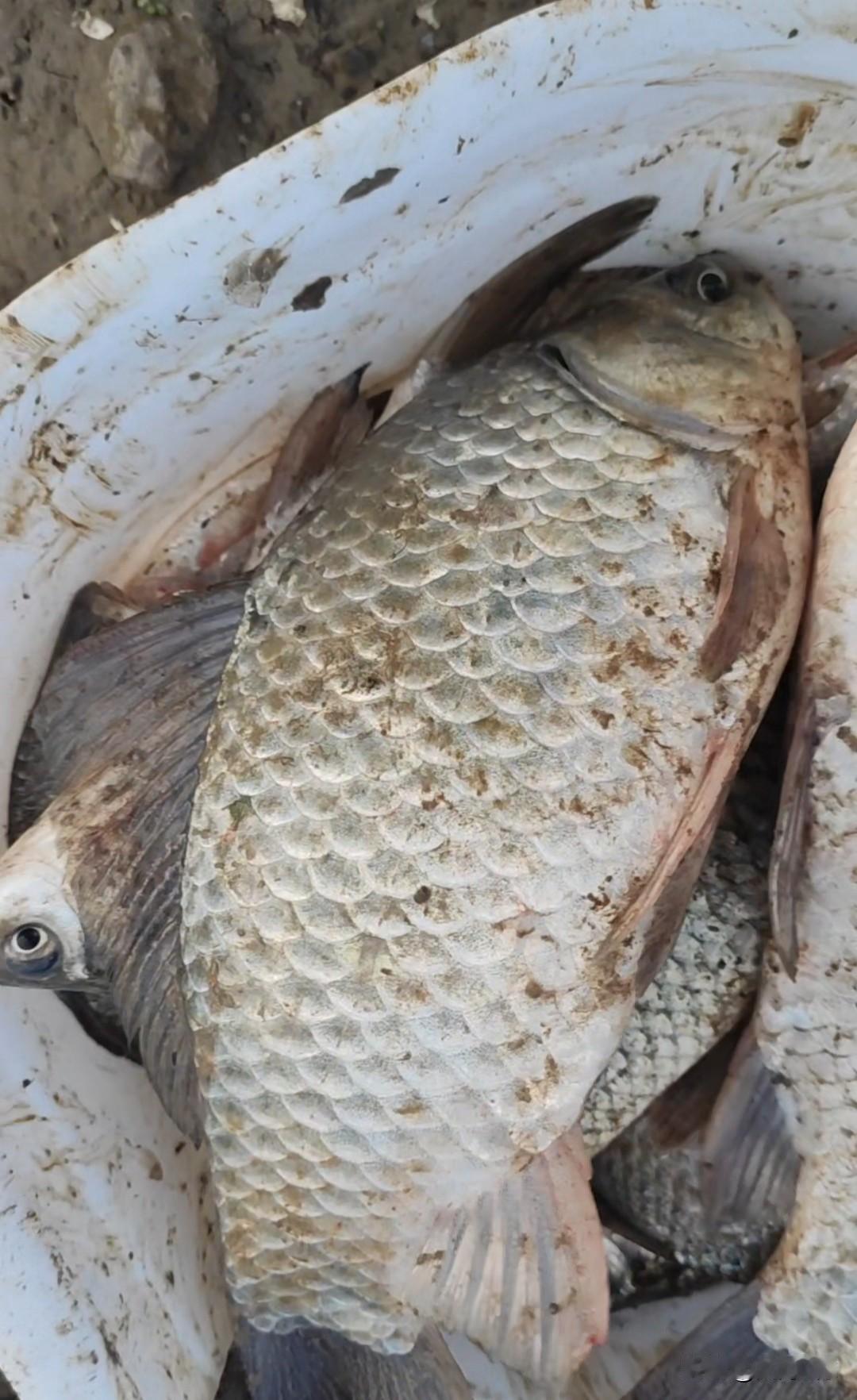 野钓别再加加不知名小药和科技了，那玩意钓上来的鱼能吃吗！现在也不知道是资源不