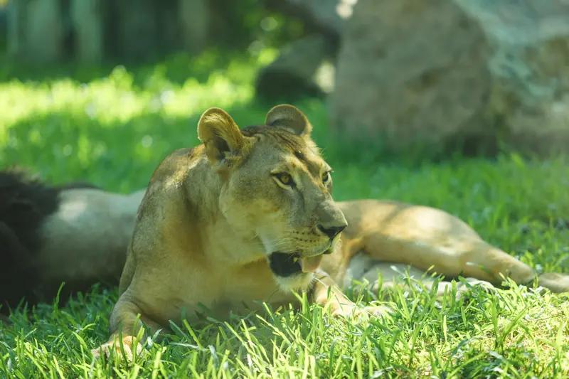 近日，有个小女孩跑去给狮子喂食，结果被狮子隔着围栏一把抓住了腿，那场面就像老鹰抓