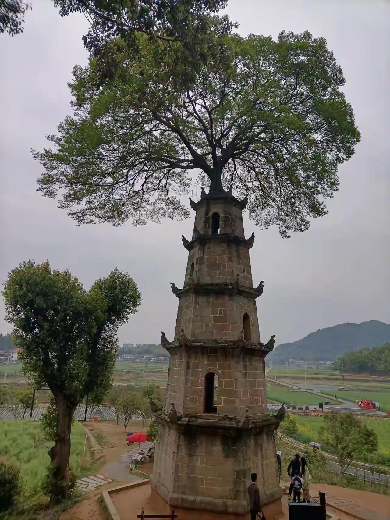 在湖南长沙望城区，有这么一座塔顶之树，这座塔与塔上的树据说有一百多年了，现在好多