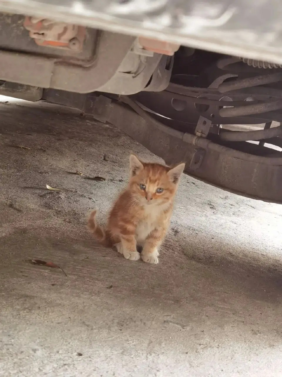 以为运气好终于捡到猫了，结果猫妈出现，不客气的把小猫叼走了…网友开车的时候听到车