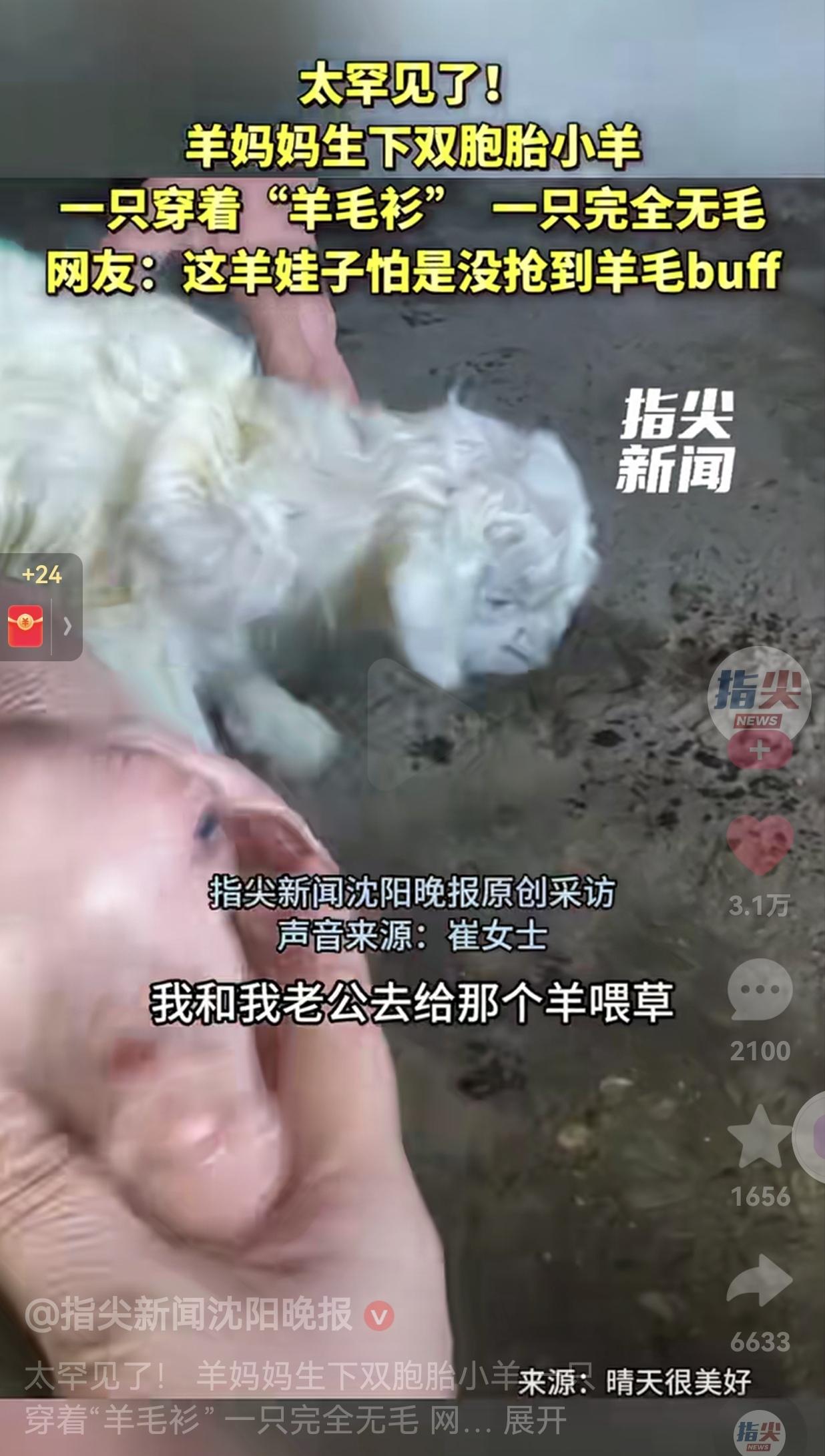 这是基因突变吧！真的太稀有了！零下38度的东北，天寒地冻，一位养羊十几年的崔大姐