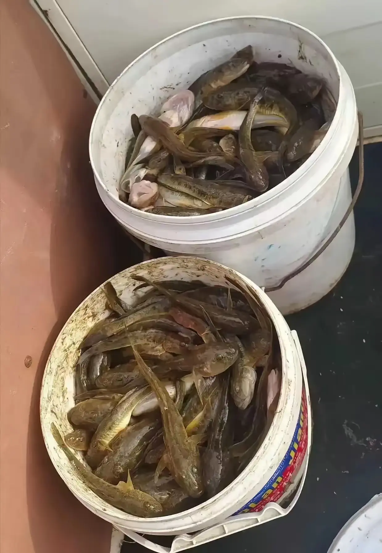 请问大厨们，这玩意真能吃吗？