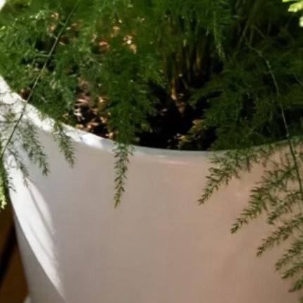 0000文竹的种植方法文竹枝叶纤细轻盈，姿态清雅脱俗，自带书卷气息，摆放在书桌、