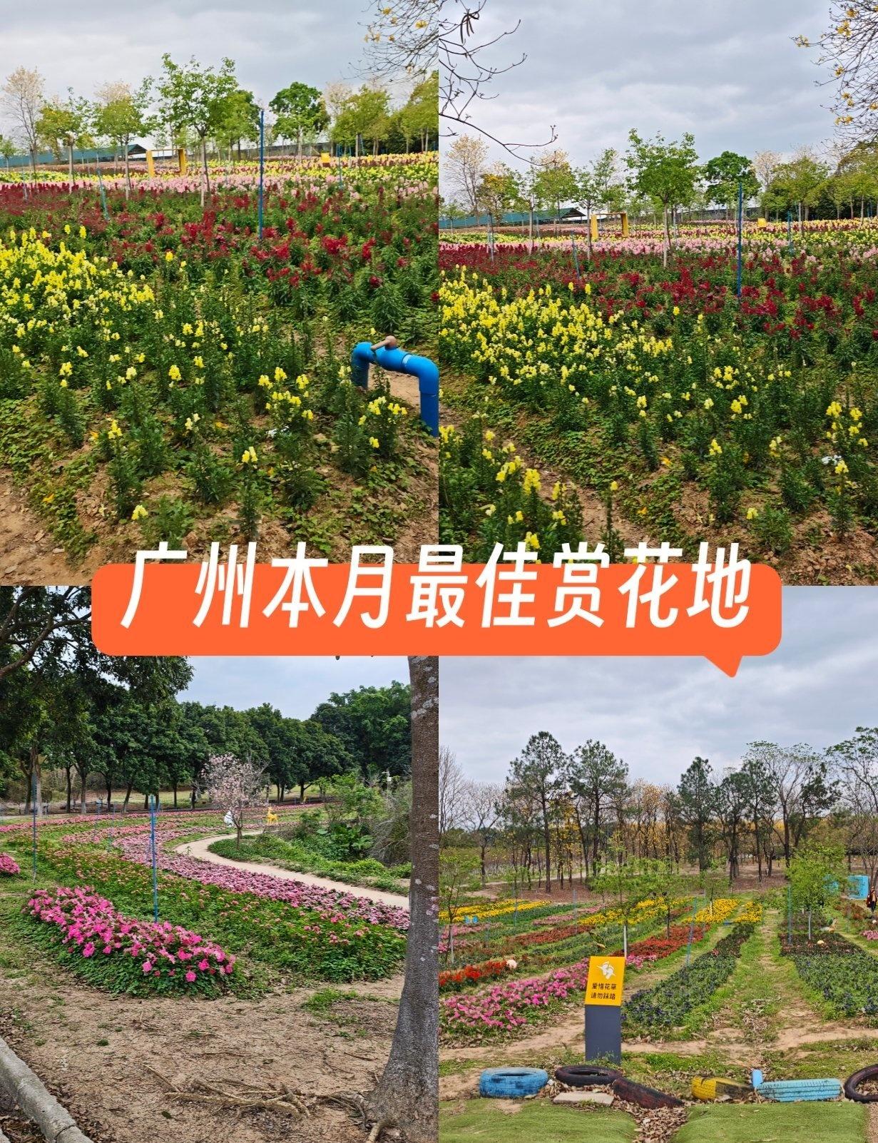 广州本月最漂亮的赏花公园📍广州天适樱花悠乐园🌸广州从化天适樱花园点评