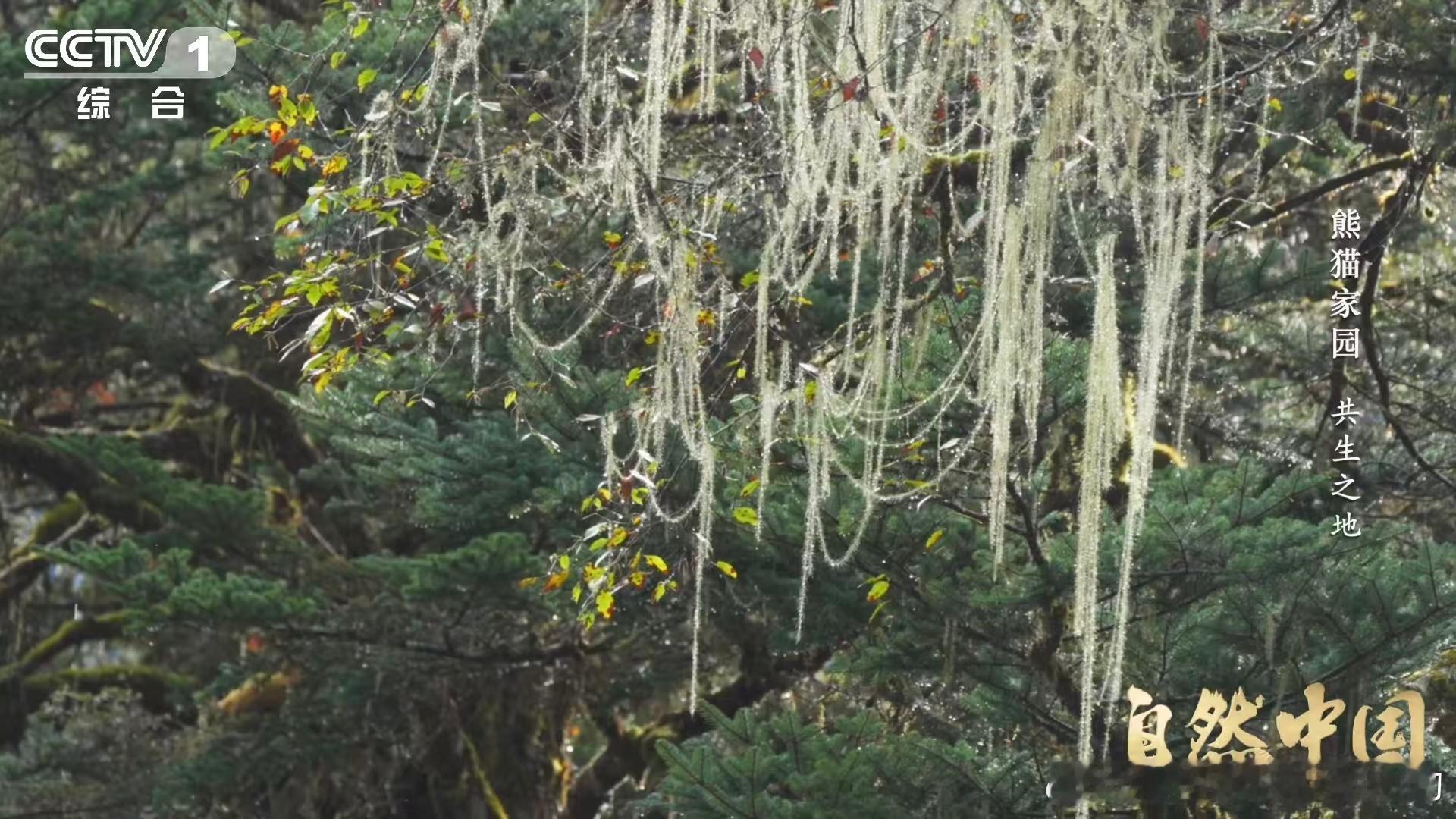 原来大熊猫不喜欢竹林疯长一直以为竹子越多熊猫越开心，没想到竹林疯长反而成了“