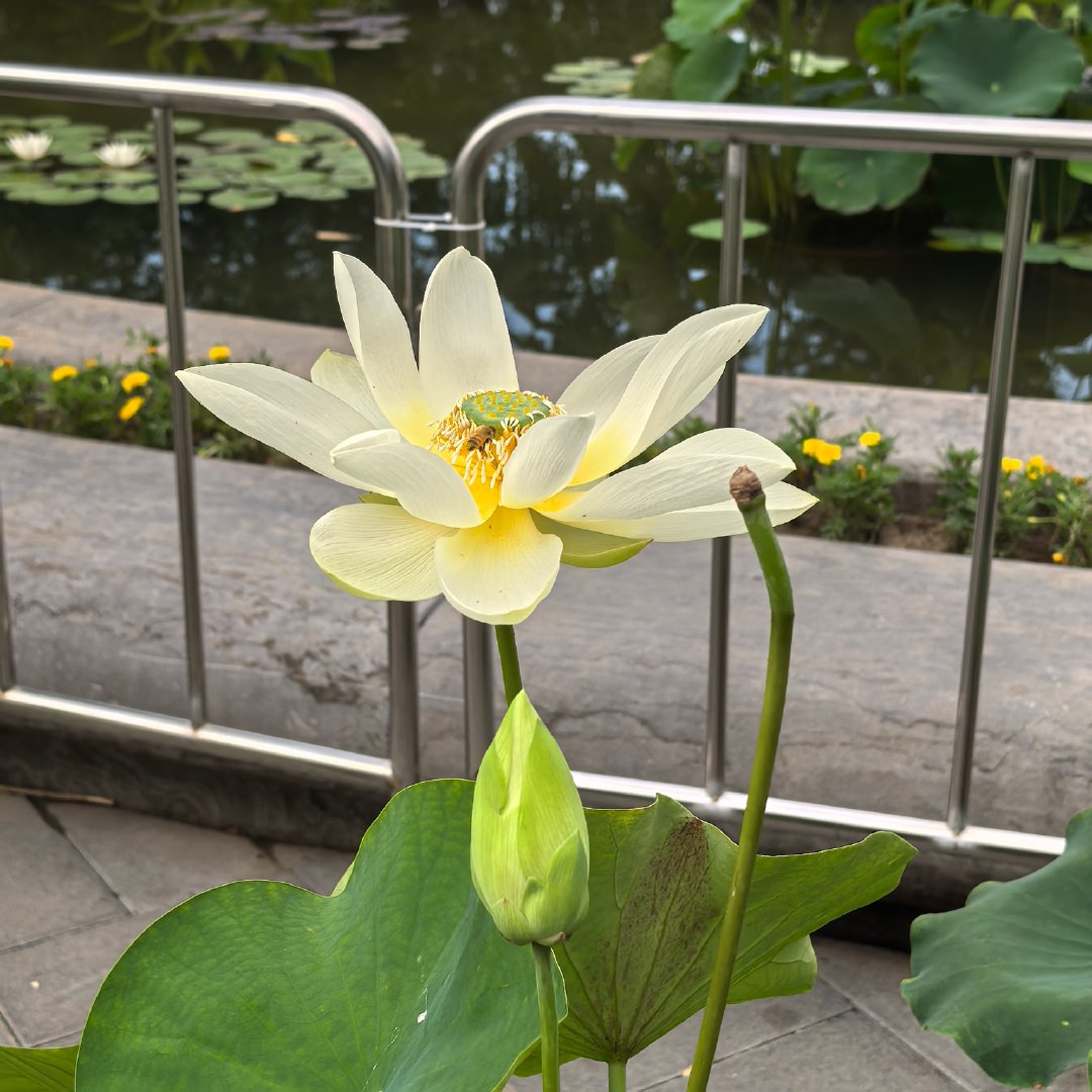 莲花池公园荷花，美不胜收。摄影​​​