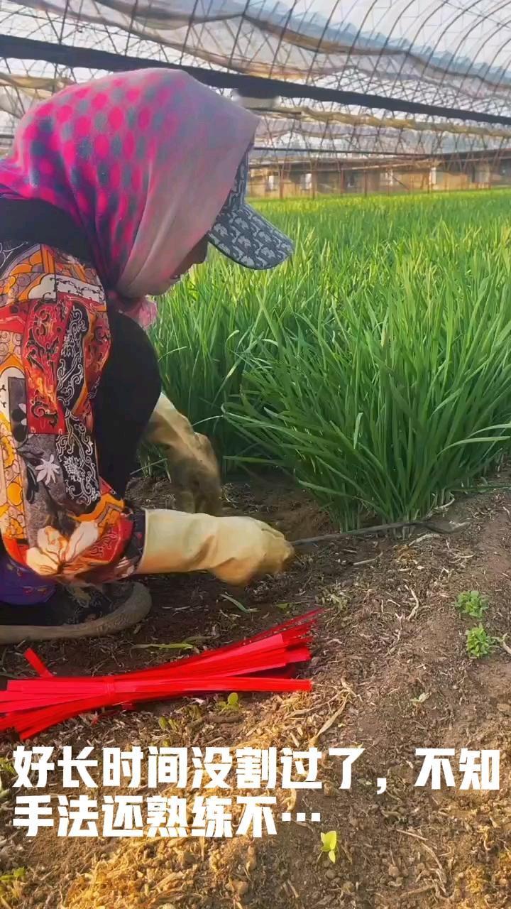 印度三嫂笑了，李在明带来了韩国韭菜籽儿，三嫂满心欢喜，静等割韭菜[捂脸哭]