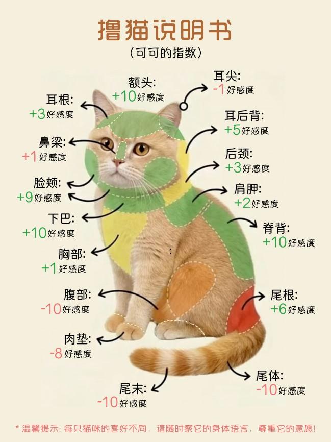 很多铲屎官都有过被猫主子拒绝的经历，其实撸猫也是一门讲究“投其所好”的学问，