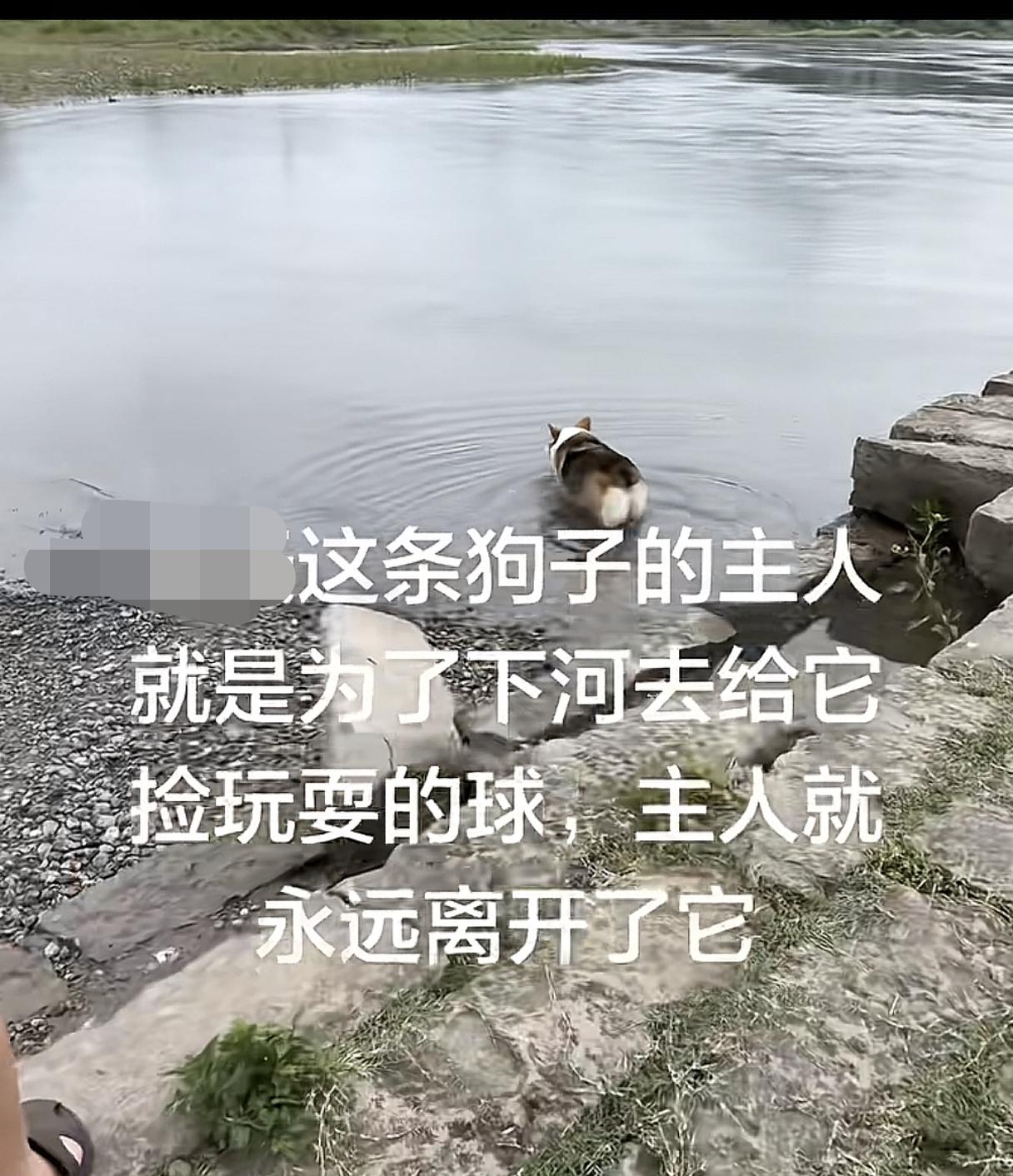 主人为给狗狗捡球而失去了生命，狗狗为了找到主人多次下水，当时狗狗一会儿上岸，一会