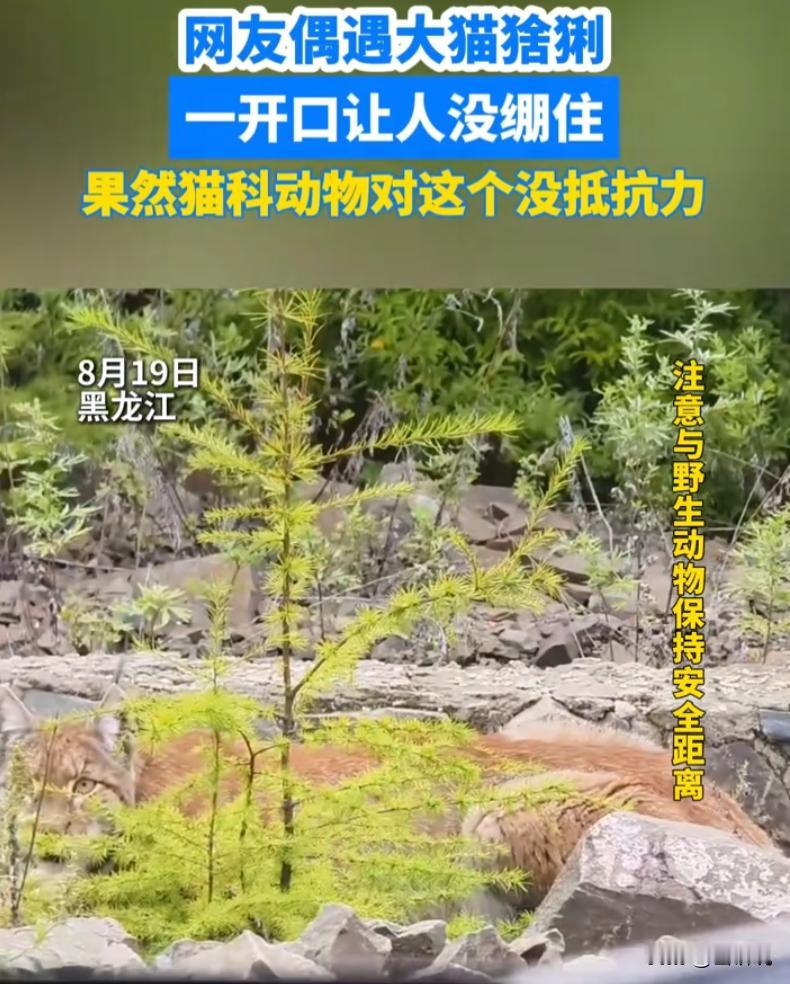 这心也太大了！黑龙江，一男子野外散心，撞见一只胖乎乎的大猫，本以为是流浪家猫，暖