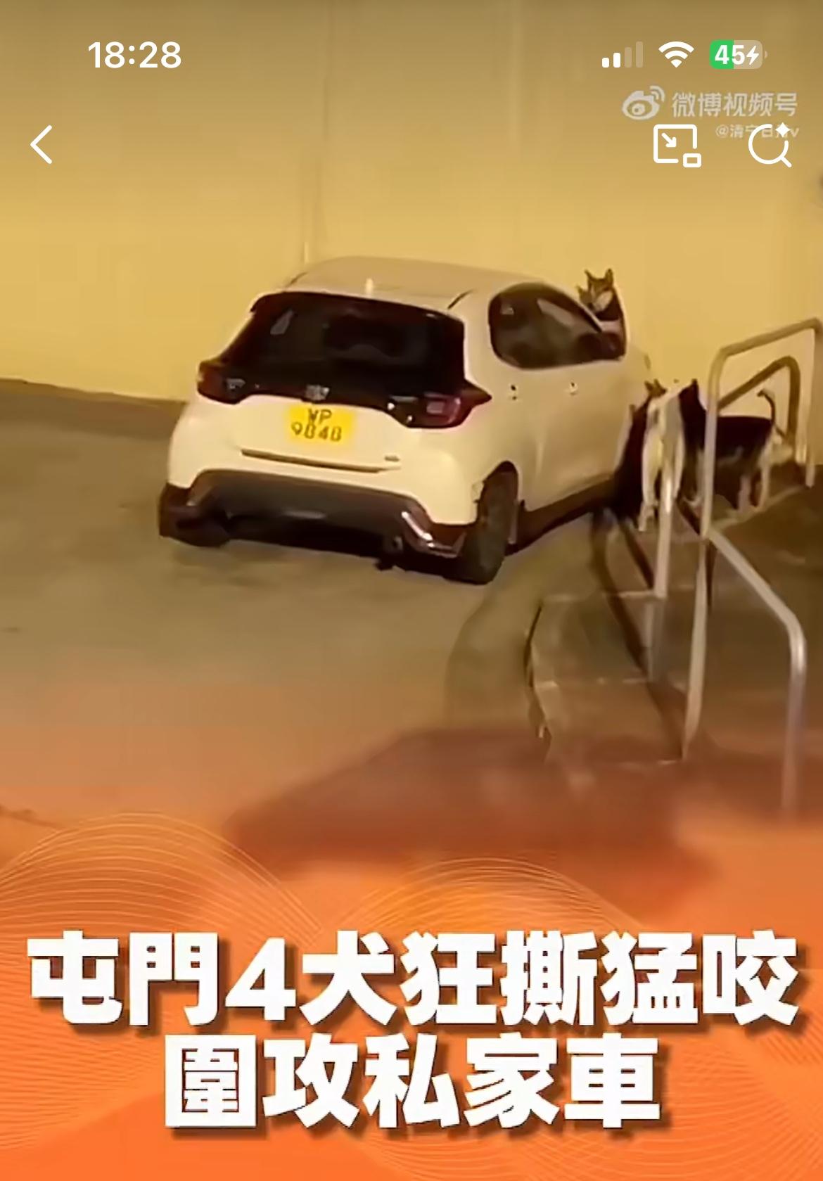 香港屯门，4只野狗疯狂撕咬一台停在路边的私家车。这几条狗难道发疯了吗？为什么会攻