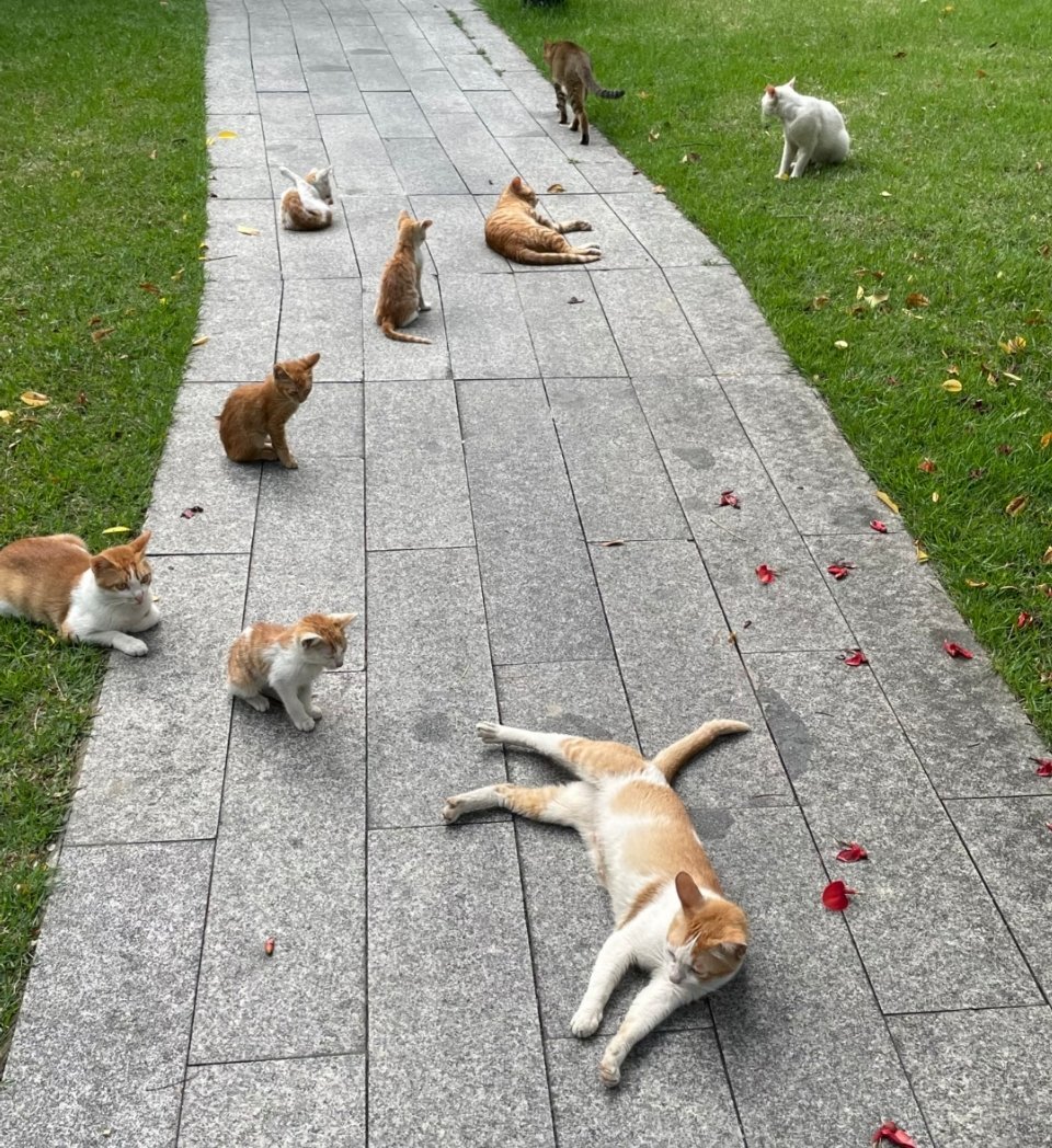 好神奇，遇上了猫猫家族了，九只猫猫啊占据了整个道路，好吧，我绕路。