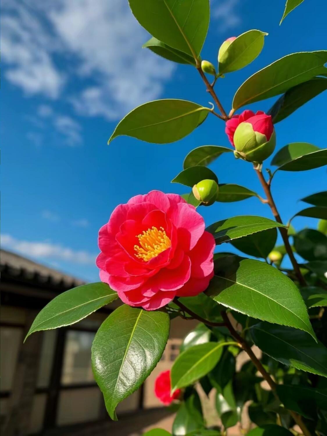 看看我拍的花｜温柔山茶花随手拍下春日里的山茶花，真的太治愈啦～艳红的山茶