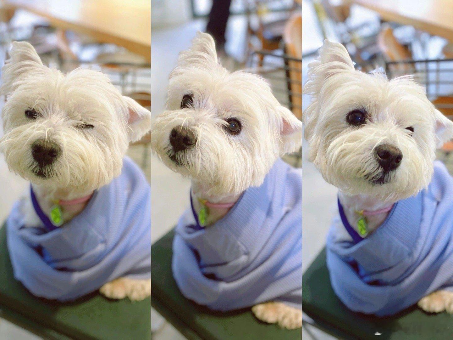 这是她刊的报道，和之前的宠物出事漫天消息相比，这位主人公选择的是用法律讨回公道小