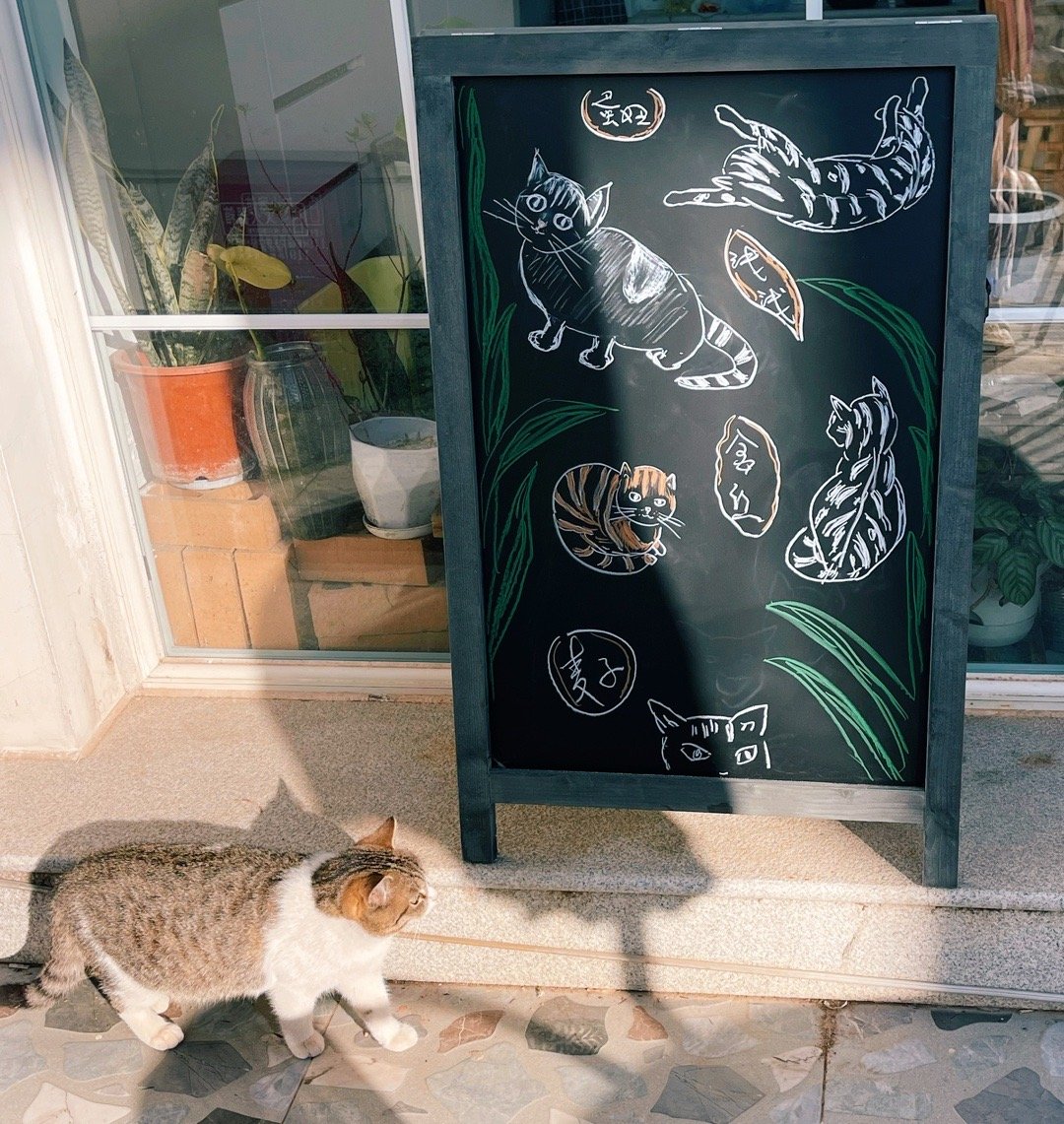 我的花园我的猫经过，只是经过。田园猫也超美