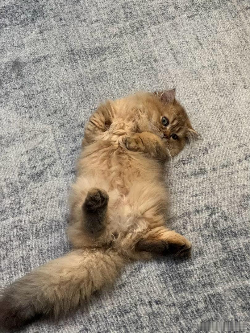 猫咪为什么喜欢站着和四脚朝天躺着睡？谁能帮我解释一下啊