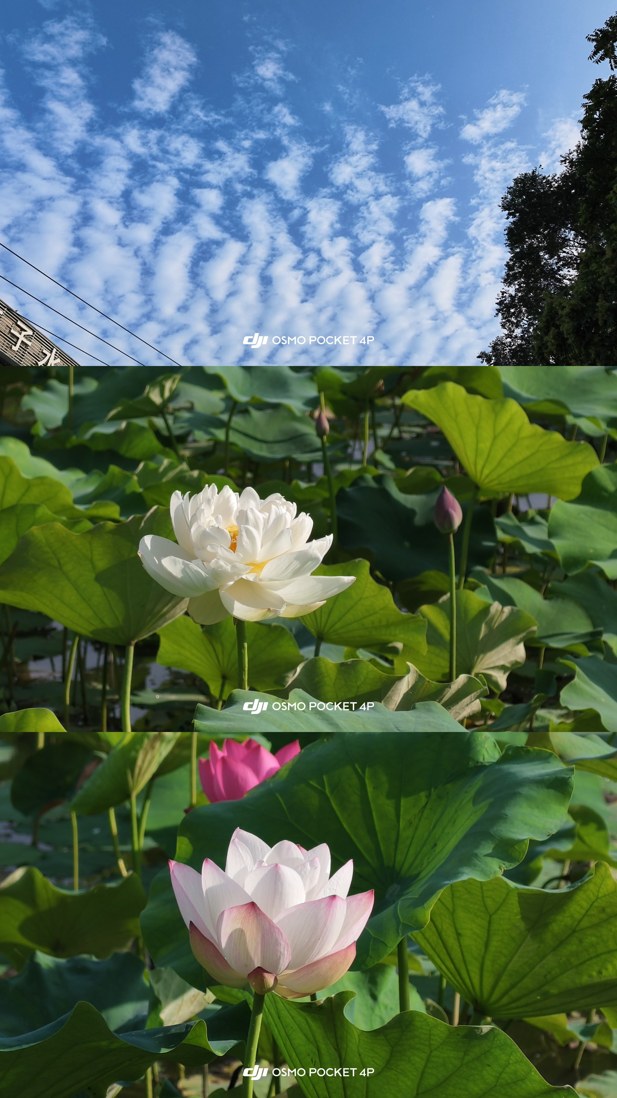 荷花北京