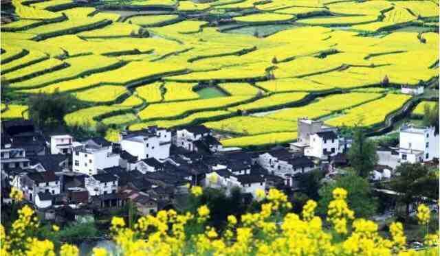 婺源最美的时节，趁花开正好，约上好友出发吧！