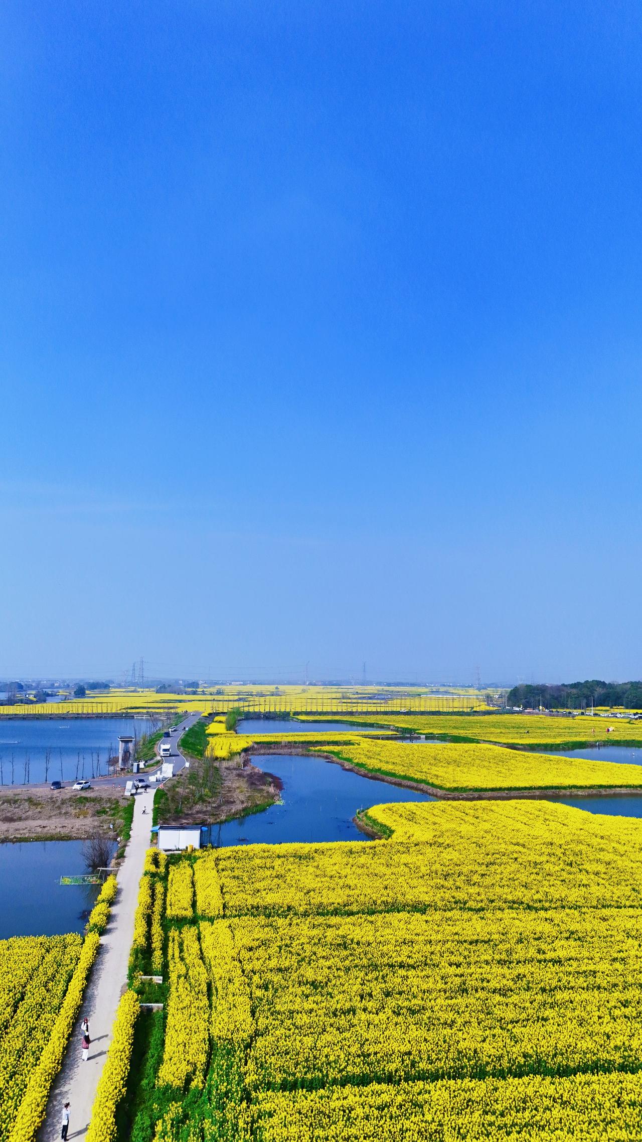 拍了一点油菜花