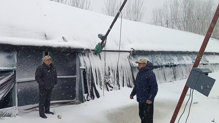 棚外白雪皑皑, 棚内生机盎然: 大棚以雪当“被”, 保持15度适宜室温