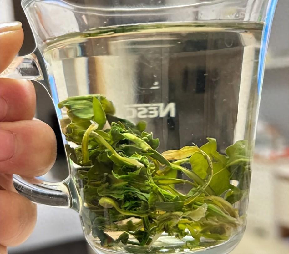 蒲公英再次走红？发现：常喝蒲公英茶，身体5个好处跑不了，可3类人不宜喝蒲公英