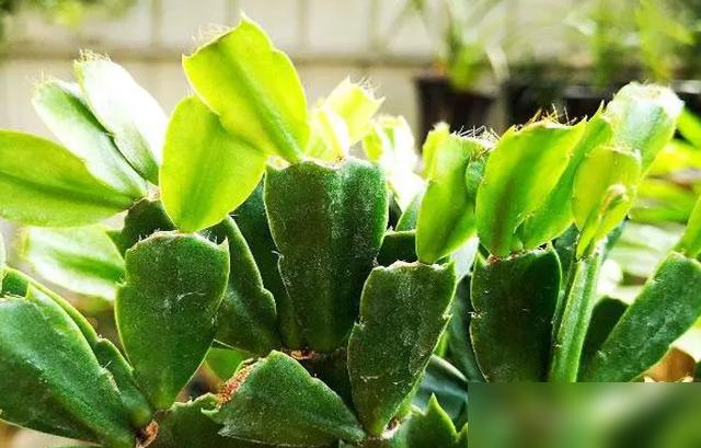 家人们谁懂啊！夏天养蟹爪兰差点把我搞崩溃！最近刷到好多新手说蟹爪兰要么烂根要么焦