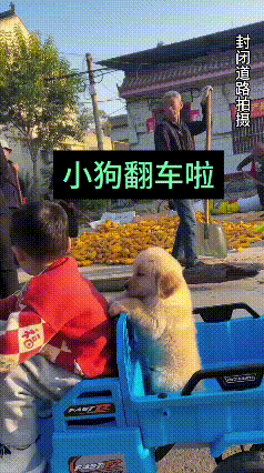 看完这段视频，养狗的人心里估计先揪了一下。小院里晒着金灿灿的玉米，阳光暖融融的