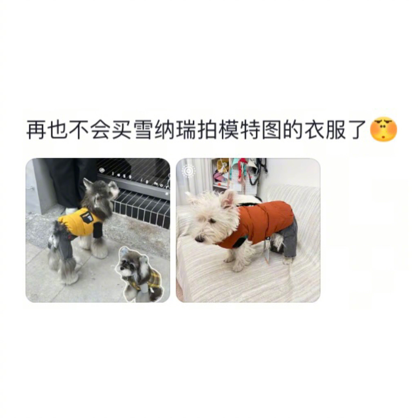 雪纳瑞不许当模特