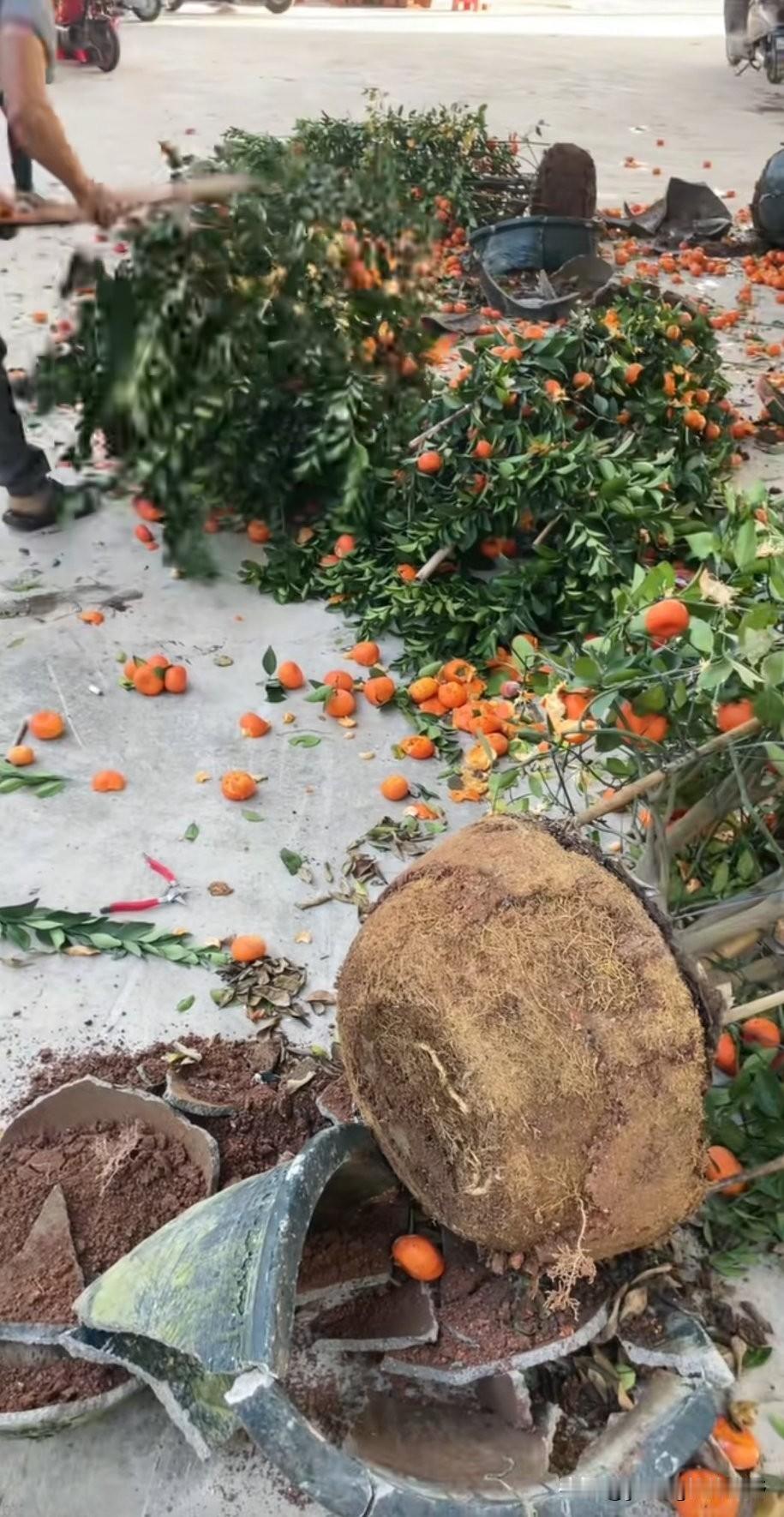 新年已经过了好几天了，在网上也看到不少地方的商家，宁可把一盆盆没卖完的年桔砸掉，