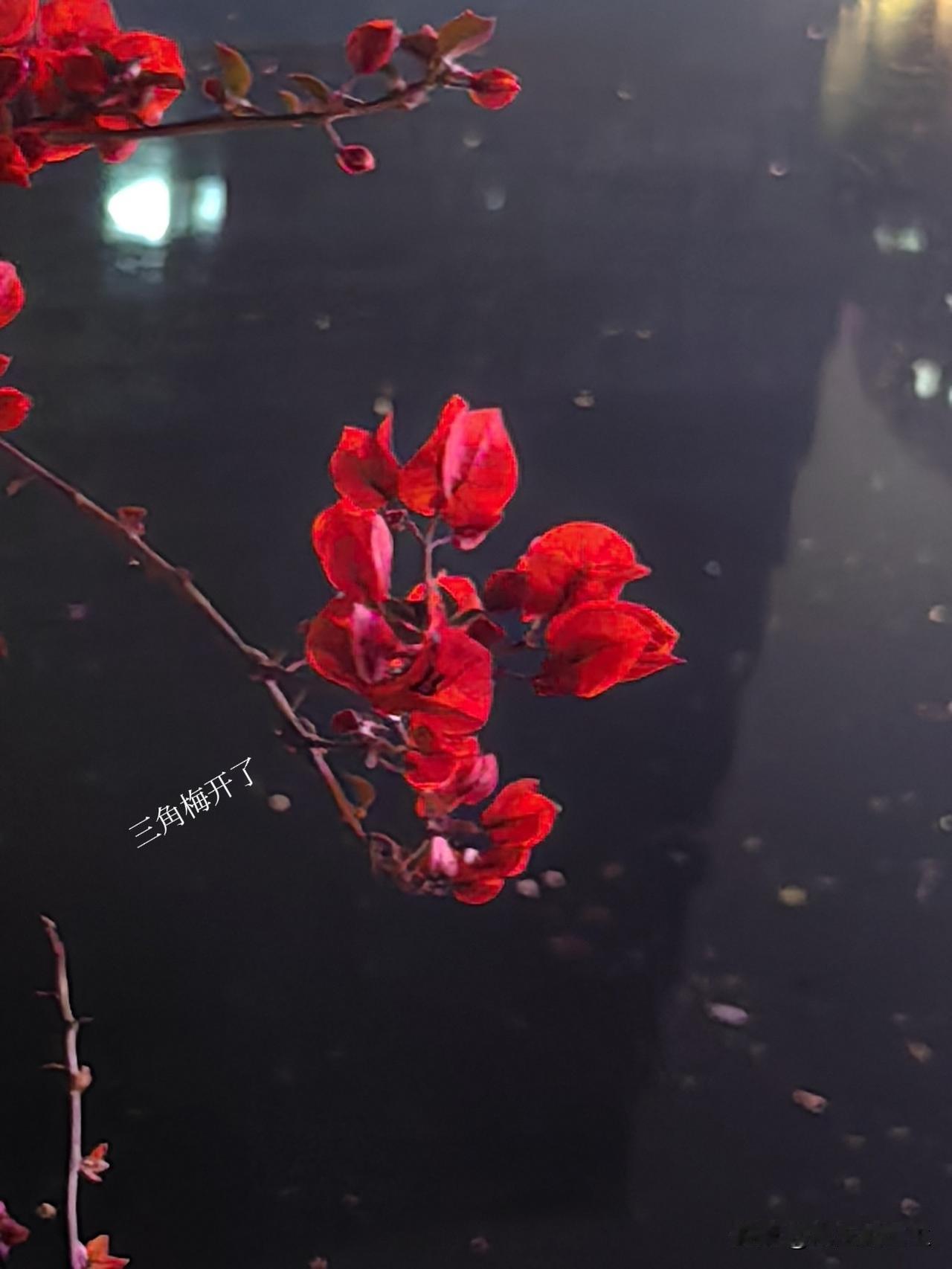 夜色漫过城市，三角梅在晚风里河畔边开得滚烫。一簇红，撞碎了满城灯火；几枝影，映