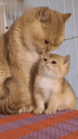 猫咪亲情的一家！