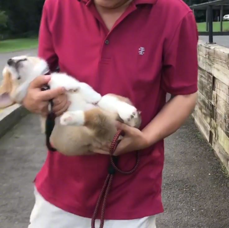 大多数狗狗都喜欢出去玩，但南韩有一只叫「花生」的小柯基却不一样。它觉得外出散步太