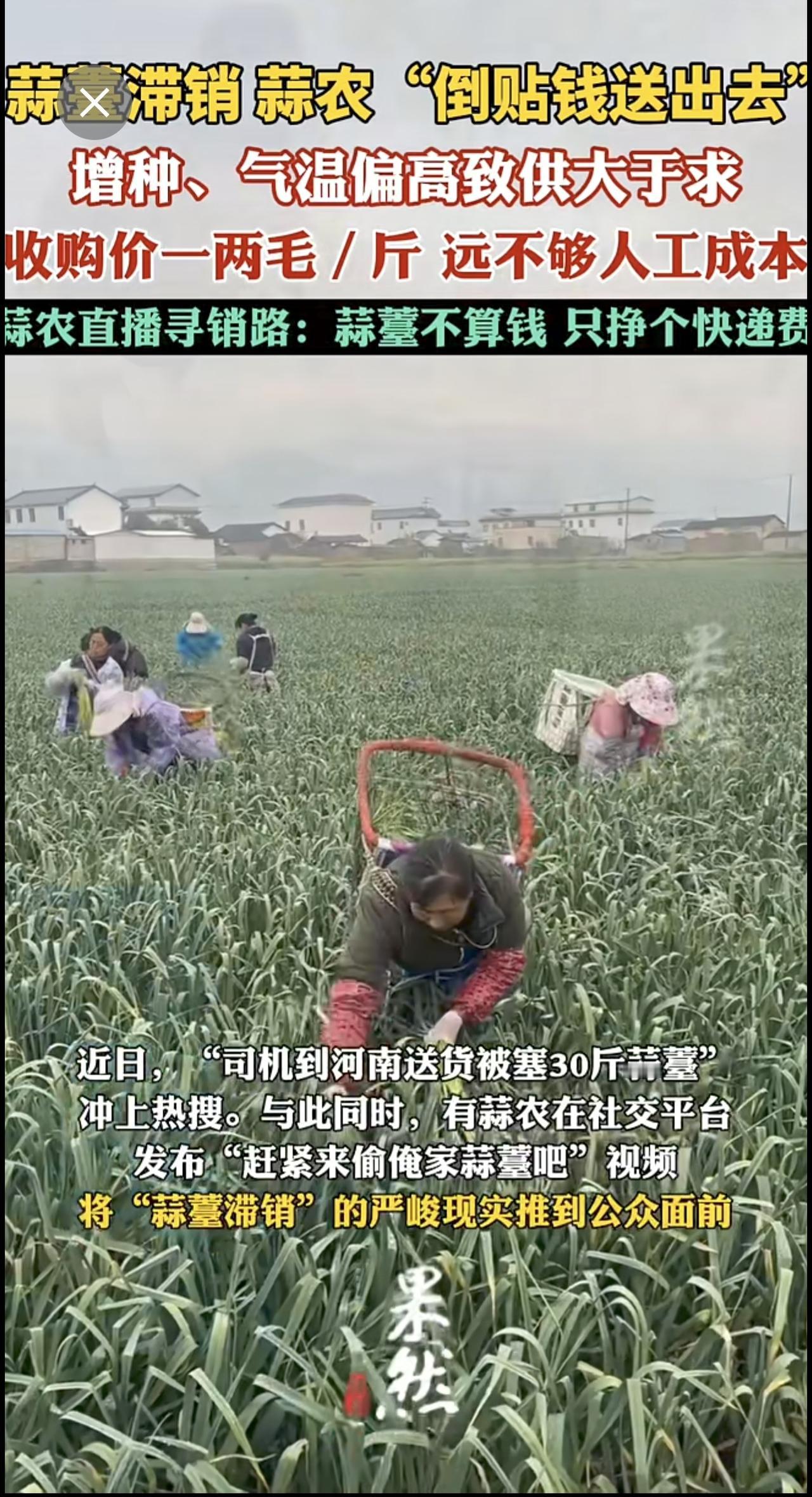 有蒜农称请人抽蒜薹倒贴钱.