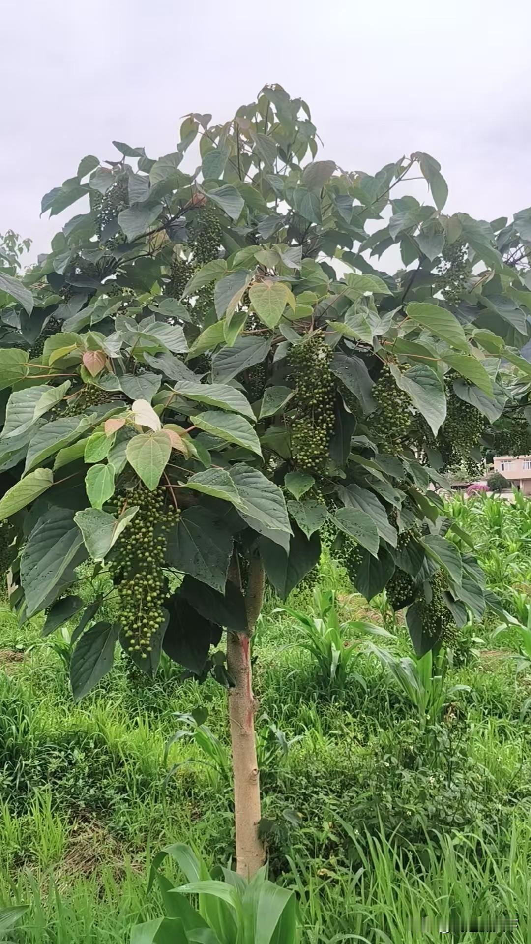 河南哪里有种植山桐子的，或者山西内有种植山桐子的，想去学习考察一下。哪有呢
