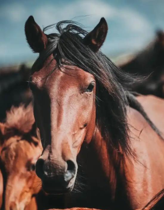 中国每年有大量匹马被屠宰，可是在国内几乎看不到有人吃马肉，这些马肉都去哪了？原来