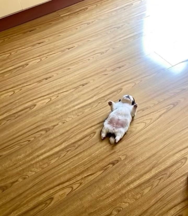 小狗感到安全时会躺着睡觉