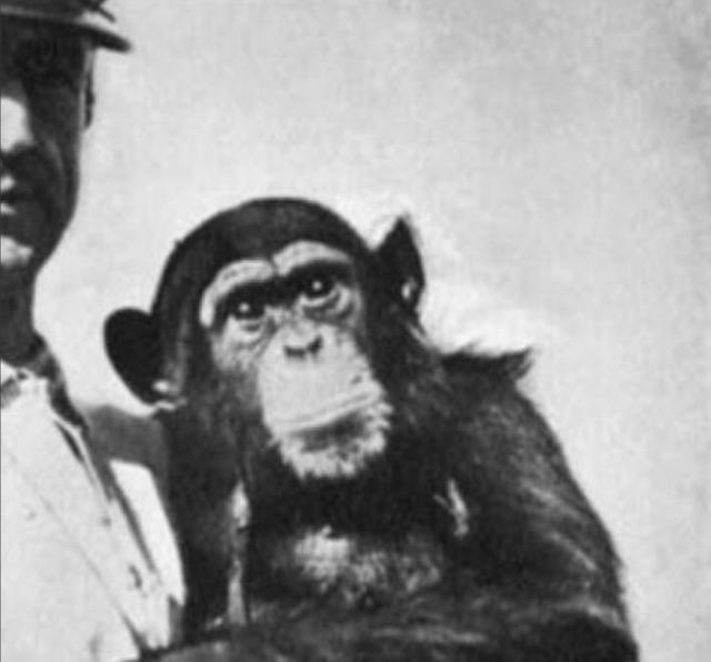 1920年，一位俄罗斯医生突发奇想，竟把猴子的睾丸，植入到一个老头体内。手术之后