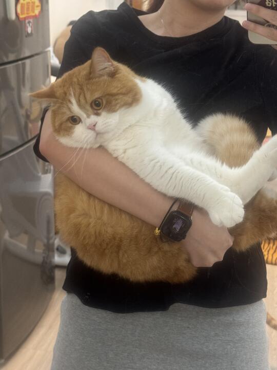 抱一下大胖猫