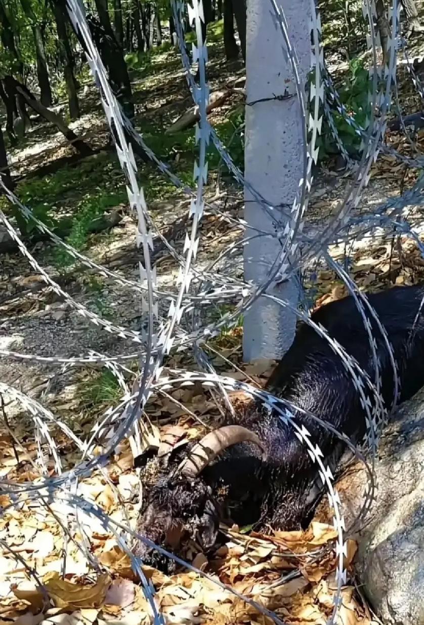 泰山135公里刀片网受害者已出现，官方仅承诺评估，为何不全面调查？网传泰山林区绵