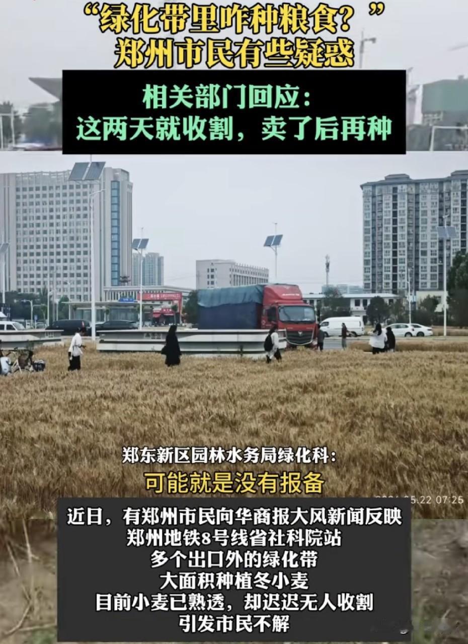 郑州地铁口绿化带麦子熟透没人收，市民急得打电话：“绿化带里咋种粮食？”郑州相关部