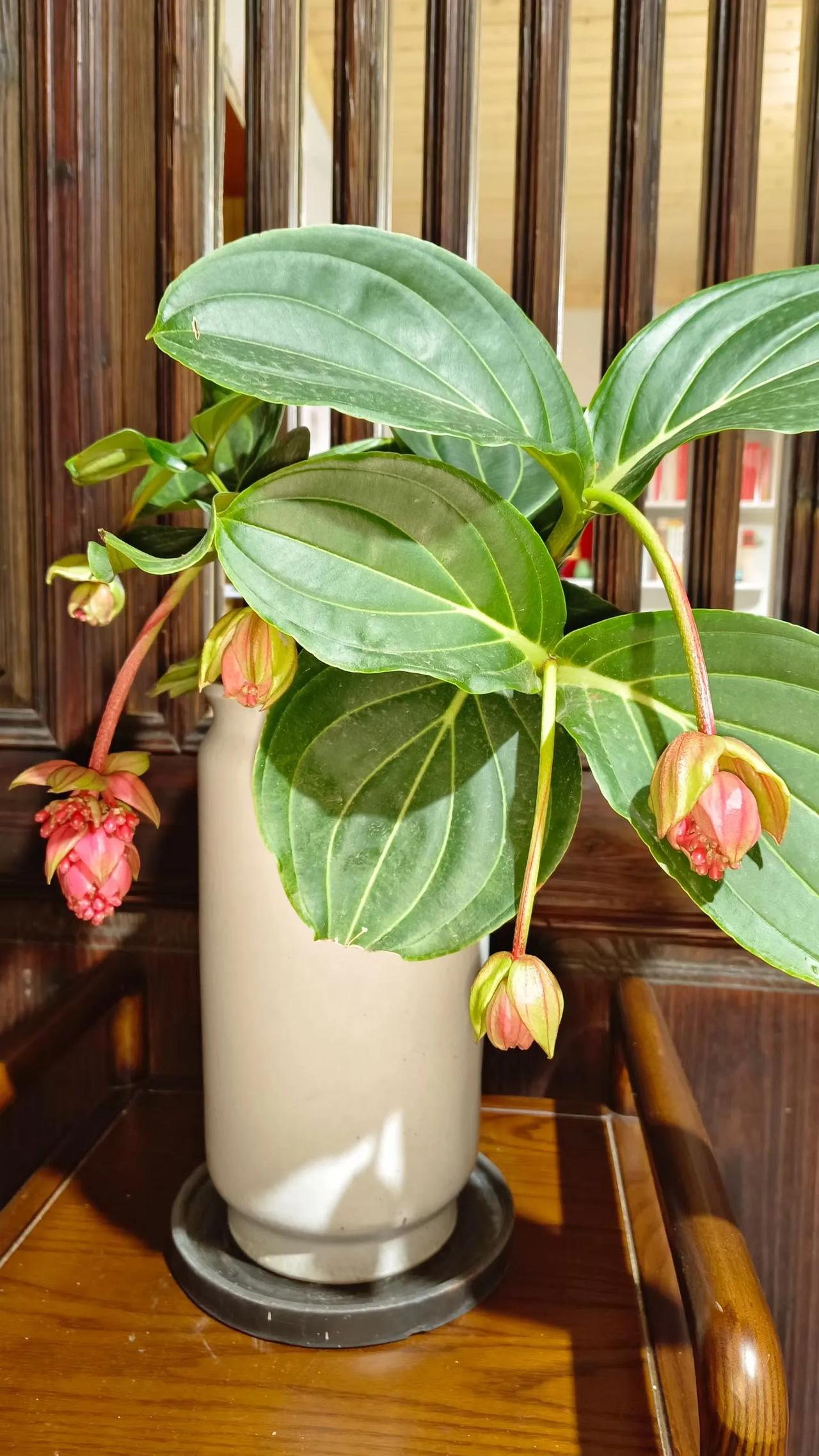 秋天是收获季节花与叶互相衬托