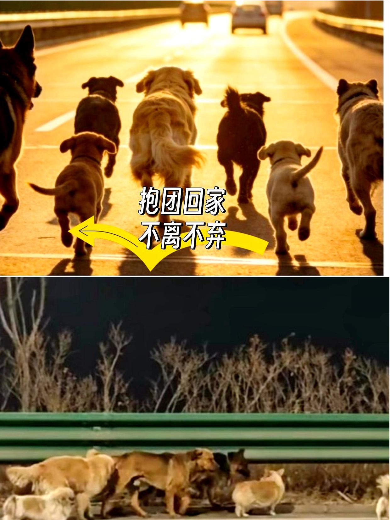 那十七公里，对导航软件只是一个数字，对这群狗是穿过整个陌生城市的逃亡。它们不是从