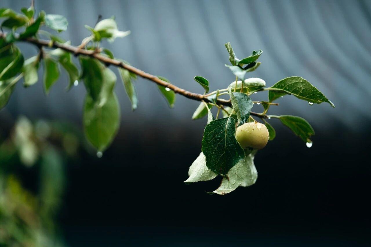 少吃水果吧[祈祷]听一个中医名家讲过其实许多水果都是寒凉性的并不适合所有的